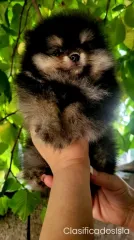 Pomerania Pomerania cachorros