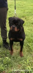 rottweiler chico en venta