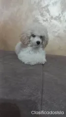 Hermoso caniche TOY cachorros