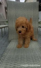 Caniches enanos y de juguete