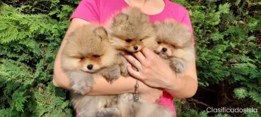 pomeranio cachorros BOO pura raza