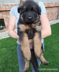 Pastor alemán cachorros
