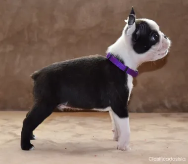 boston terrier cachorros
