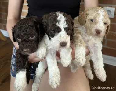 Lagotto Romagnolo cachorros