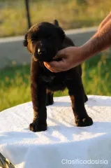 Pastor de Asia Central cachorros