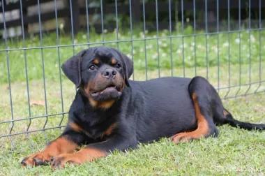 rottweiler cachorros