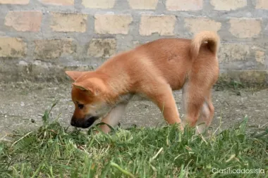 Shiba Inu cachorros