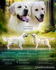 perro perdiguero de oro cachorros