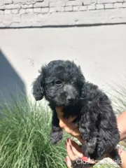 Poodle de juguete cachorros