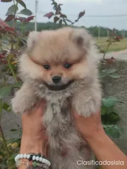 pomeranio hermosos cachorros