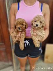 Poodle de juguete cachorros
