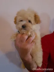 Maltipoo cachorros