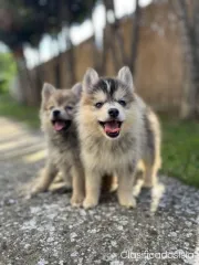 pomsky HERMOSOS cachorros