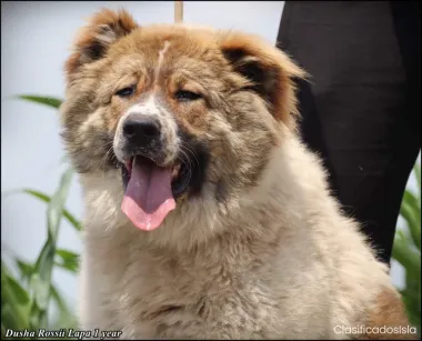 Pastor caucásico hembras