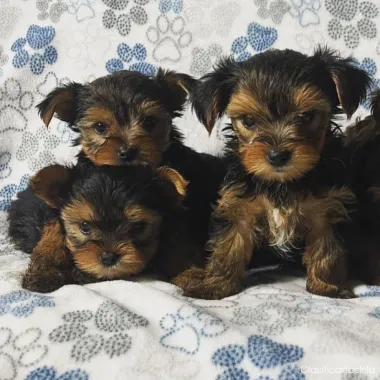 Yorkie mini female puppy for sale$250