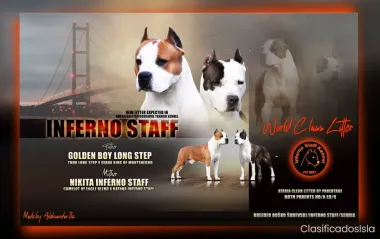 American Staffordshire Terrier