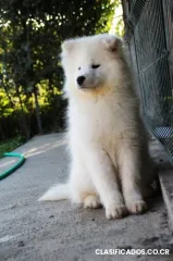 Samoyedo hermoso cachorro