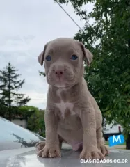 pitbull venta de cachorros