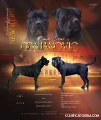Cane-Corso venta de cachorros