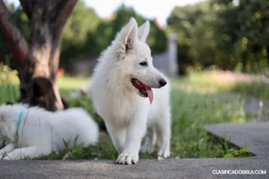 Pastor blanco suizo venta de cachorros