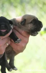 Cane-Corso venta de cachorros