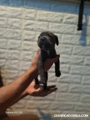 Cane-Corso cachorros