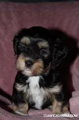 bichón habanero cachorros