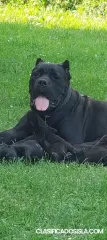 Cane-Corso venta de cachorros