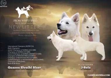 Pastor blanco suizo cachorros