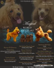 Poodle de juguete cachorros