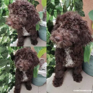 Lagotto Romagnolo cachorros en venta