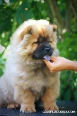 chow chow cachorro