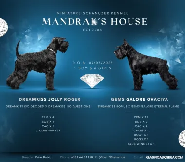 Schnauzer miniatura cachorros en venta