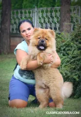 chow chow cachorros en venta
