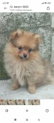 Spitz de Pomerania cachorros