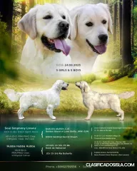 perro perdiguero de oro cachorros en venta