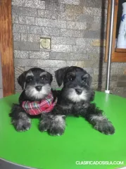 Schnauzer miniatura cachorros
