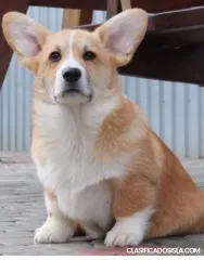 Corgi Galés Pembroke cachorros