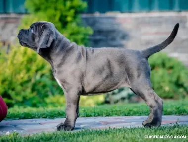 Cane Corso cachorros RECOMENDACIÓN