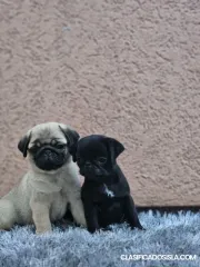 Pug hermosos cachorros