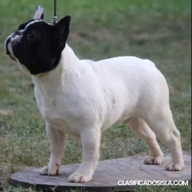 Bulldog francés hermosos cachorros