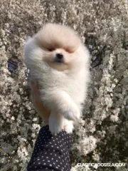 Hermosos cachorros pomerania