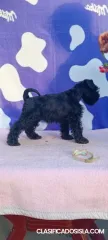 Schnauzer miniatura cachorros