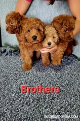 Mini caniche cachorros