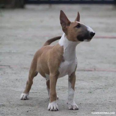 Bull terrier cachorros