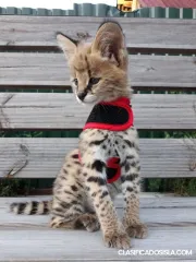 Gatinhos Savannah serval e caracal com 4 semanas.
