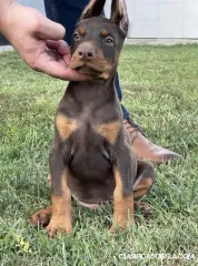 Dóberman ARRIBA cachorros