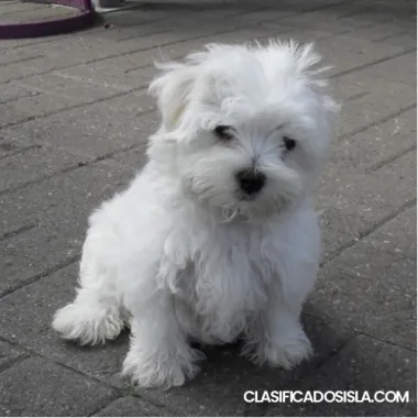 Increíbles cachorros malteses para realojar