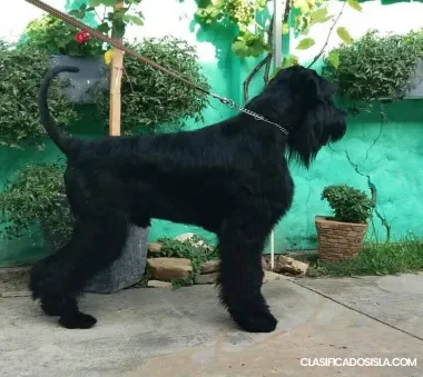 Schnauzer gigante perro en venta