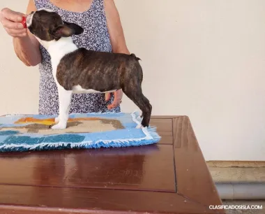 terrier de boston cachorros